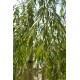 Treurwilg, Salix sepulcralis Chrysocoma