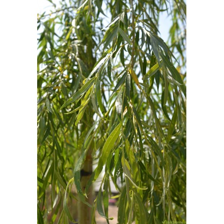 Treurwilg, Salix sepulcralis Chrysocoma