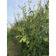 parrotia persica vanessa