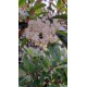 Glansmispel (Photinia fresari 'Red Robin' halfstam, groenblijvend)