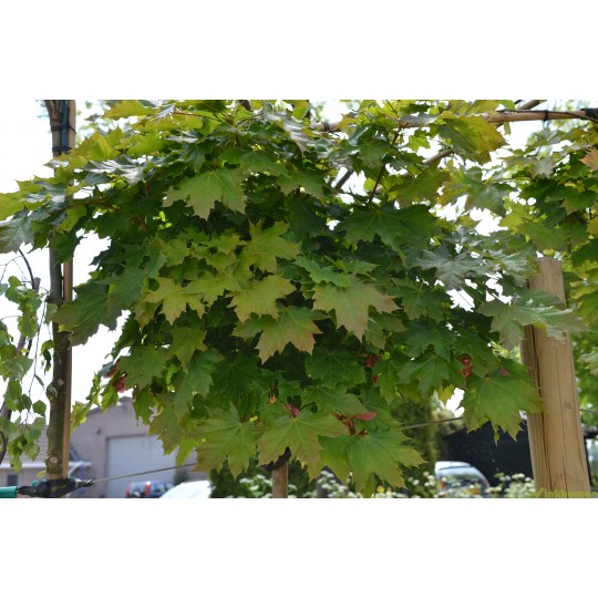 Bolesdoorn, Acer plat. Globosum