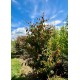 parrotia persica meerstammig