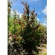 parrotia persica meerstammig vanessa