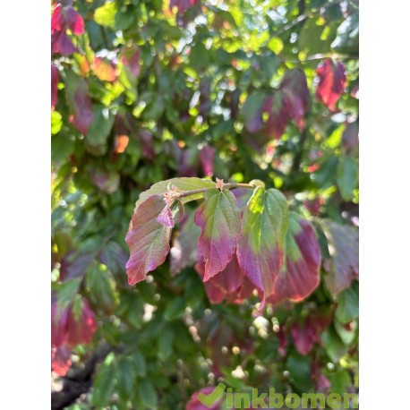 parrotia persica vanessa blad