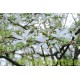 Magnolia Kobus, Beverboom