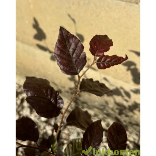 Rode beukenhaag, Fagus sylvatica atropunicea