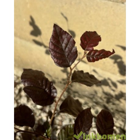 Rode beukenhaag, Fagus sylvatica atropunicea