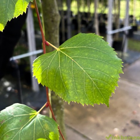 Tilia europea Pallida, Koningslinde