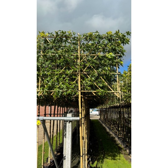 Leiliquidambar, amberboom