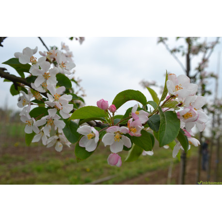 Leisierappel, Malus red Sentinel