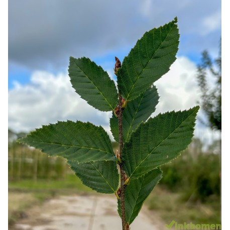 Leibeuk, Carpinus Fastigiata