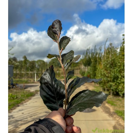 Fagus Sylvatica Dawijck purple