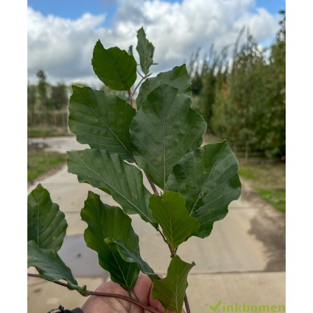 Fagus sylvatica Dawijck