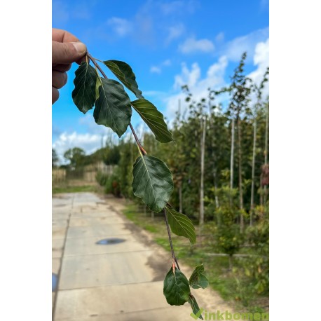 Fagus Sylvatica Pendula, Groene treurbeuk