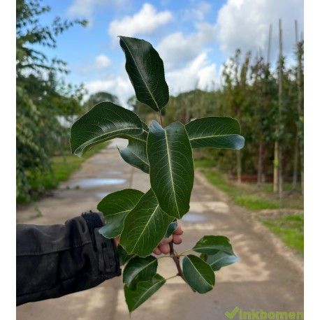 Pyrus calleryana Chanticleer, leisierpeer