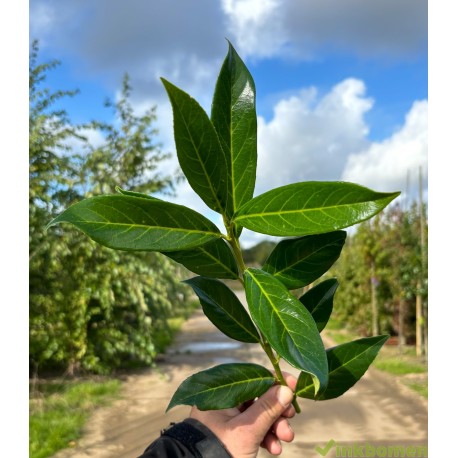 Leilaurier, Prunus Caucasica