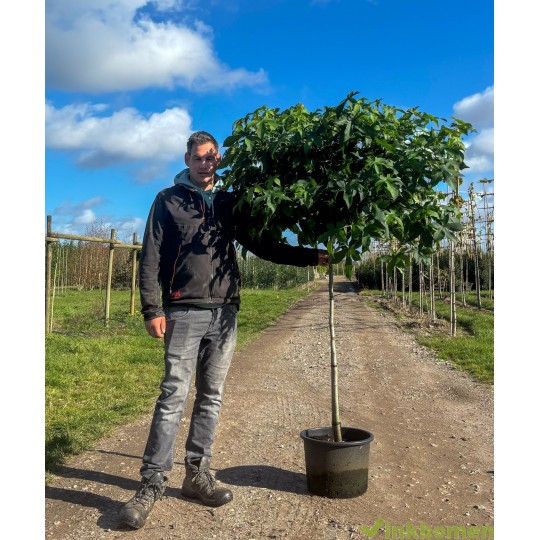 Liquidambar Gum Ball, bolamber boom