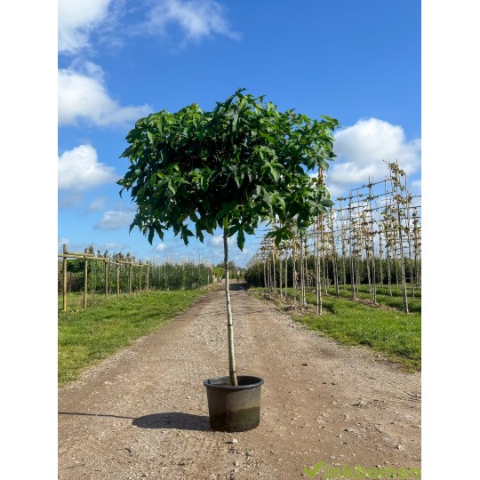 Liquidambar Gum Ball