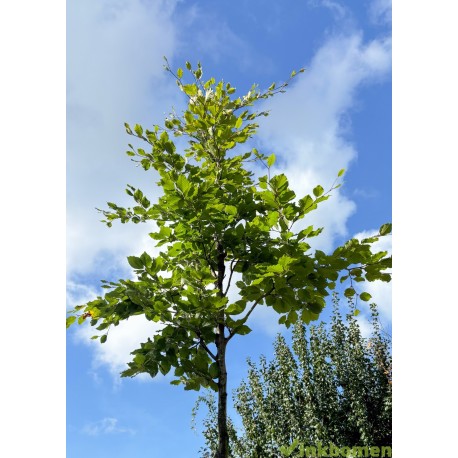 Groene beuk, Fagus Sylvatica