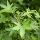 Dakliquidambar, 