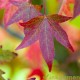 Dakliquidambar, 