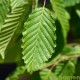 Carpinus Betulus, haagbeuk, haagplanten