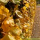 Fagus sylvatica