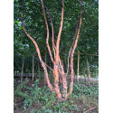 Zwarte berk , Betula nigra meerstammig, Multi stam