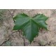 Dakplataan, Platanus Acerifolia, parasolboom