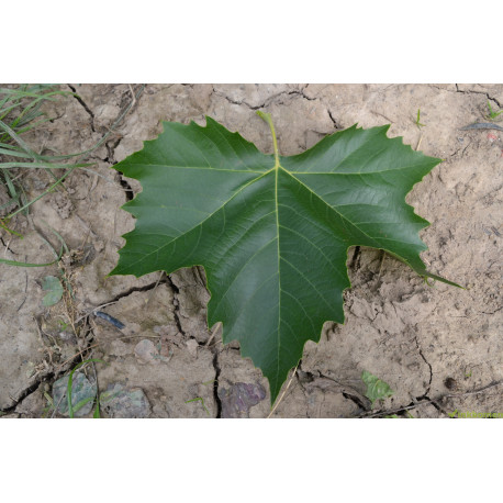 Dakplataan, Platanus Acerifolia, parasolboom