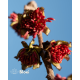 Parrotia persica ‘Vanessa’ kopen | Vinkbomen