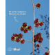 Parrotia persica ‘Vanessa’ kopen | Vinkbomen