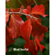 Parrotia persica ‘Vanessa’ kopen | Vinkbomen