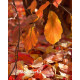 Parrotia persica ‘Vanessa’ kopen | Vinkbomen