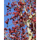 Parrotia persica ‘Vanessa’ kopen | Vinkbomen