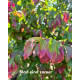 Parrotia persica ‘Vanessa’ kopen | Vinkbomen