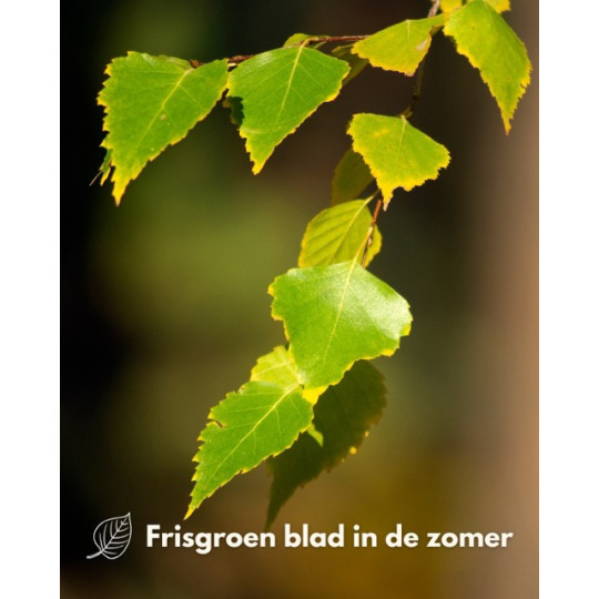 ruwe berk bladeren