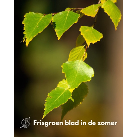 ruwe berk bladeren
