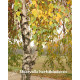 Betula pendula