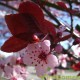 Dakprunus, Prunus cerasifera Nigra