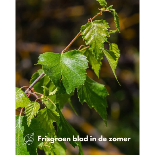 Zwarte berk kopen? Bestel bij Vinkbomen