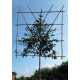 Portugese Laurier leiboom, Prunus Lusitanica Angustifolia