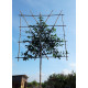 Portugese Laurier leiboom, Prunus Lusitanica Angustifolia