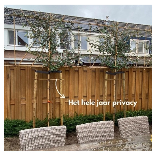 Olijfwilg leiboom kopen? | Topkwaliteit bij Vinkbomen