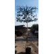 Leilaurier, Prunus Caucasica