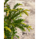 taxus baccata blad