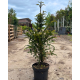 taxus baccata