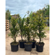 taxus baccata haag