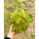 blad bolesdoorn