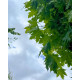 blad bolesdoorn
